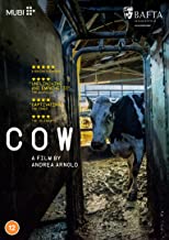 Cow DVD